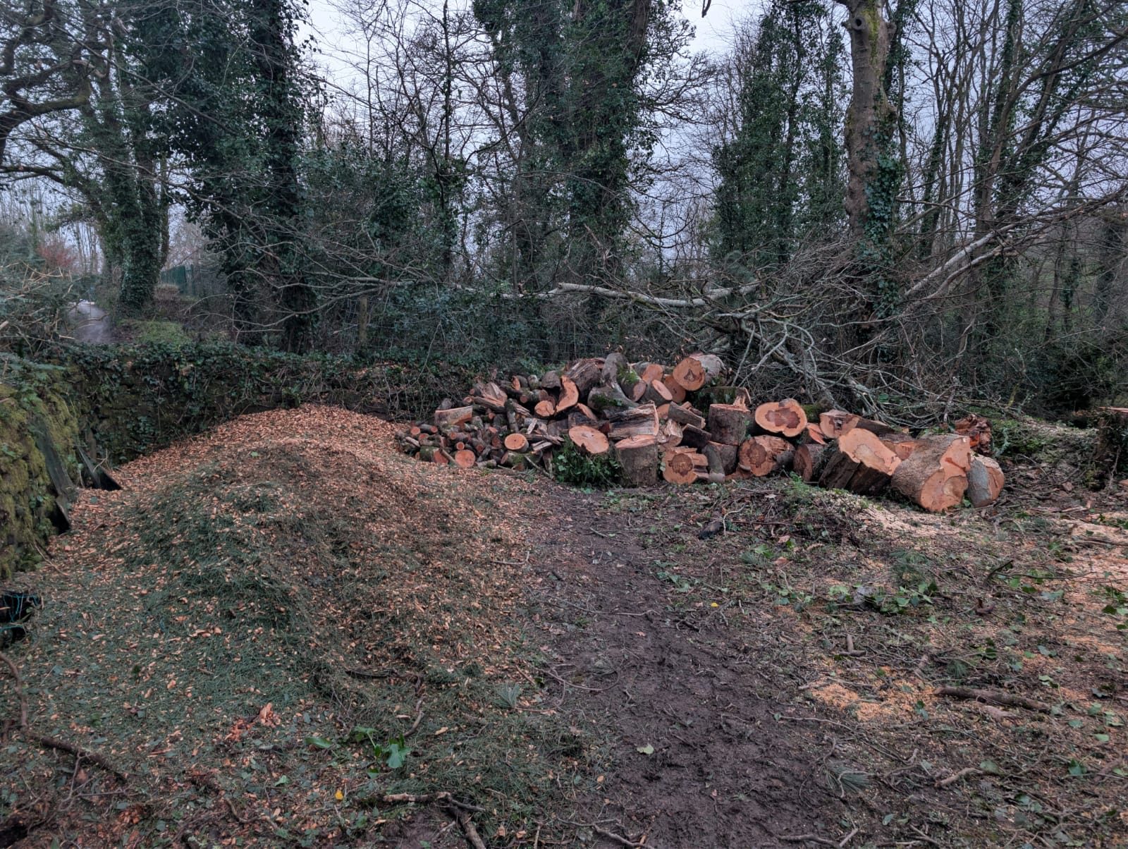 Tree logs and woodchip left after a garden clearance in Cornwall