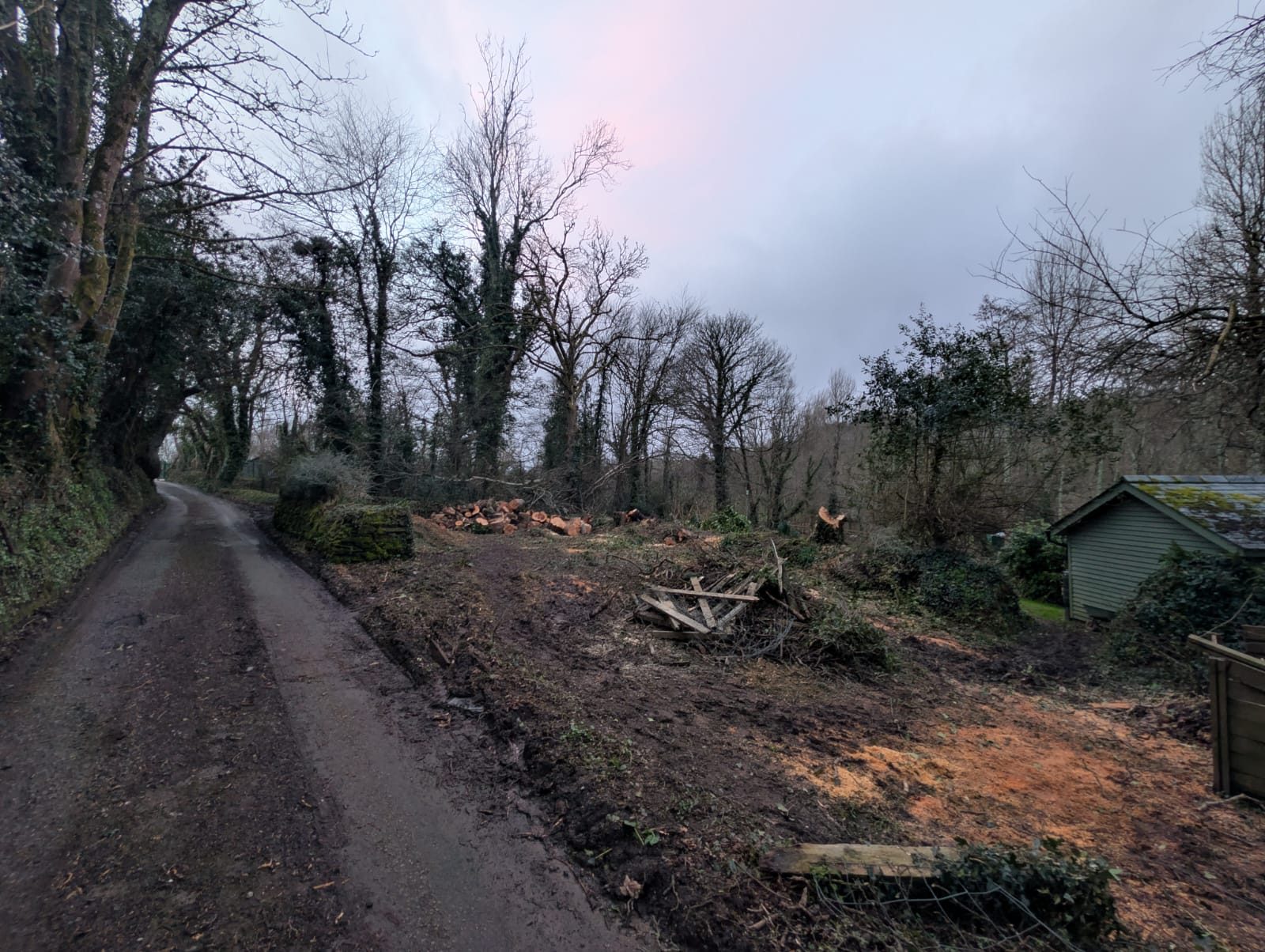 Overgrown woodland plot cleared beside a lane in Cornwall
